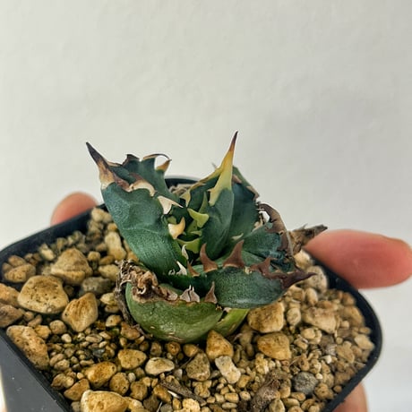 アガベ　Heart plants numbers HP026"ROCK Heart" ロックハート　子株