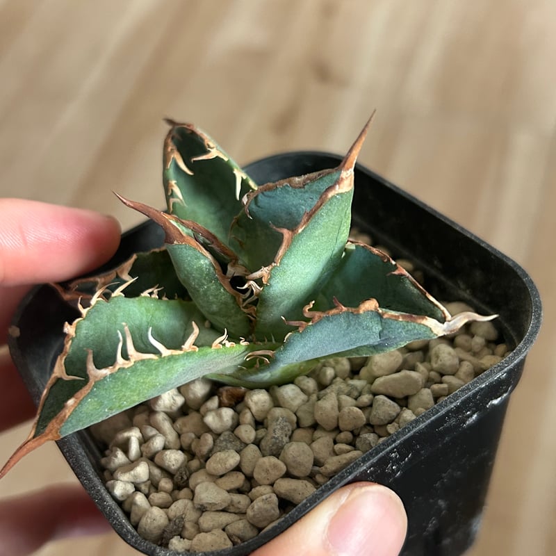 【棘皺】 アガベ オテロイ 実生株 アガべ G4 選抜実生株 ブルー葉強棘オテロイ | Heartplants