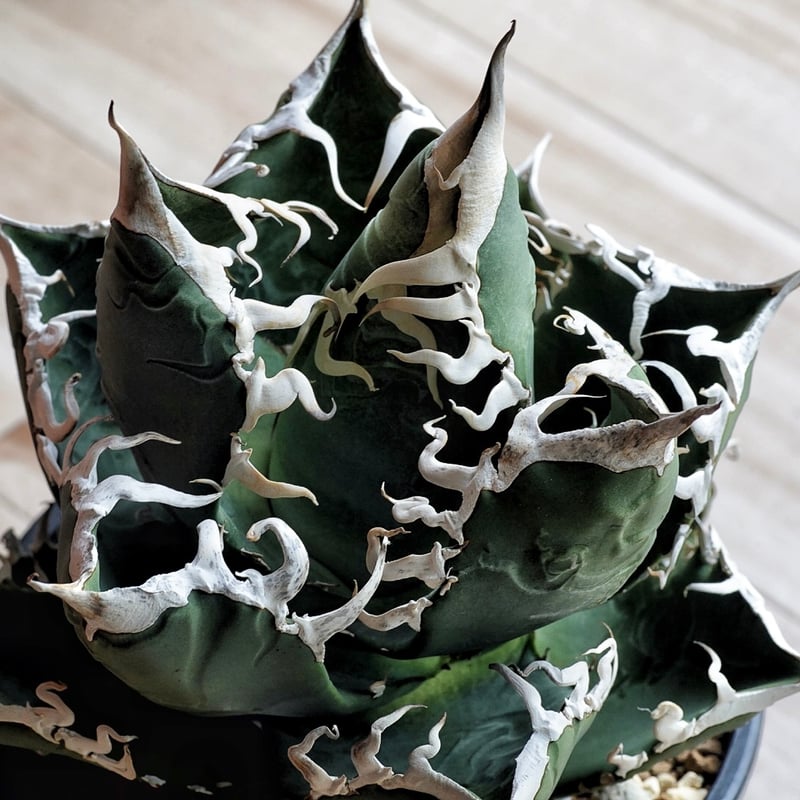 アガベ Kari アガベ ' スカブラ ショートリーフ錦 ' Agave asperrima ssp