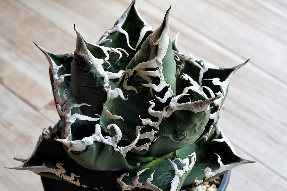 アガベ　特別　12株セット fit=scale-down,w=1200