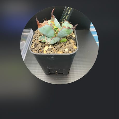 商品 | アガベ専門店 Heart plants.