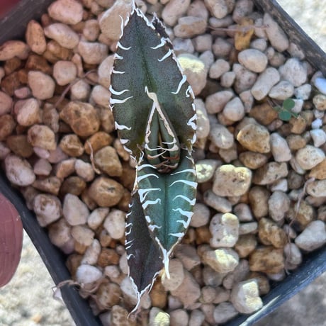 商品 | アガベ専門店 Heart plants.