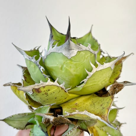 Heartplants Heartplants