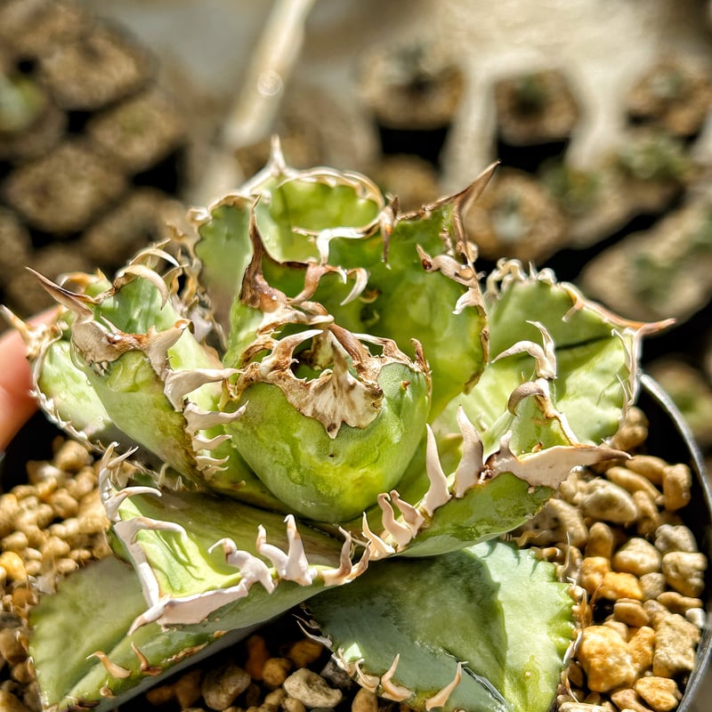 アガベチタノタクラウン皇冠ブツブツ子株