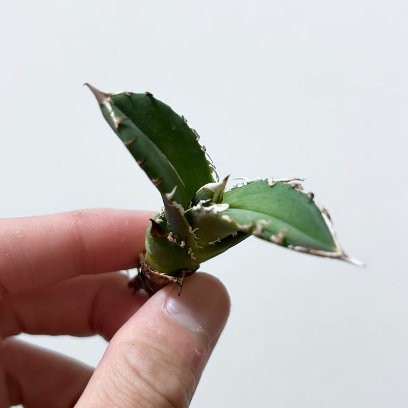 アガベ 穿山甲 センザンコウ 裏棘 トップ極太 コレクション株 | アガベ