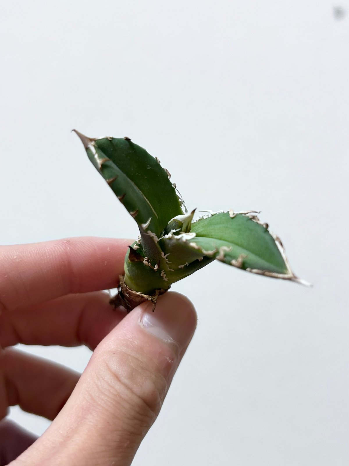 アガベ 穿山甲 センザンコウ 裏棘 トップ極太 コレクション株 | アガベ