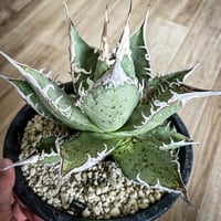 M*S様 アガベ 特白肌怒雷神×屈原 子株 特白肌怒雷神