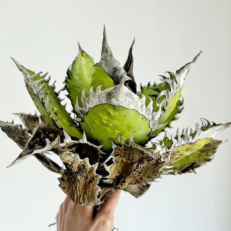 アガベ専門店 Heart plants.