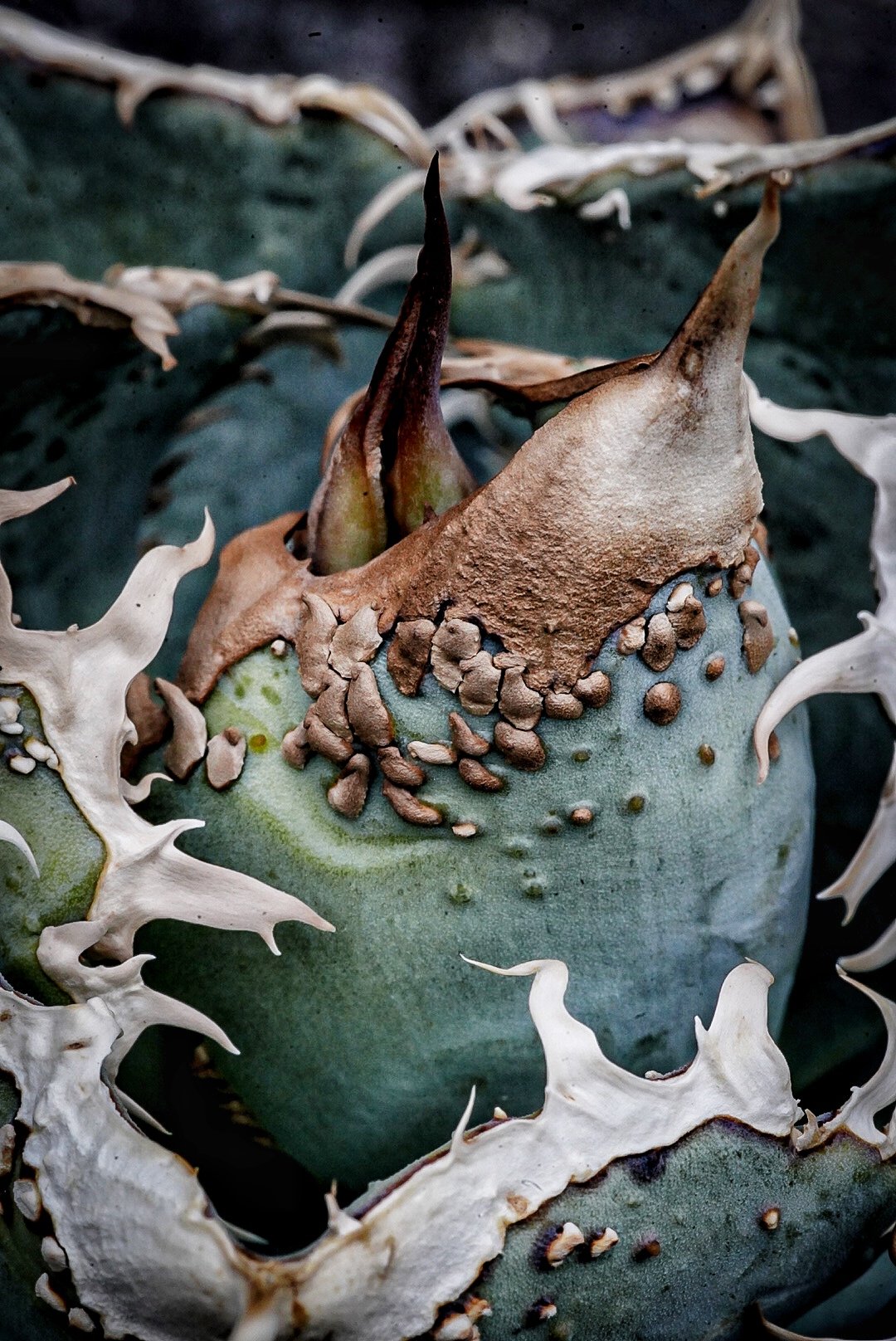 アガベHP031 青葉ブツブツ 子株 | アガベ専門店 Heart plants.