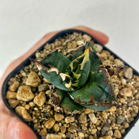 アガベ　Heart plants numbers HP026"ROCK Heart" ロックハート　子株