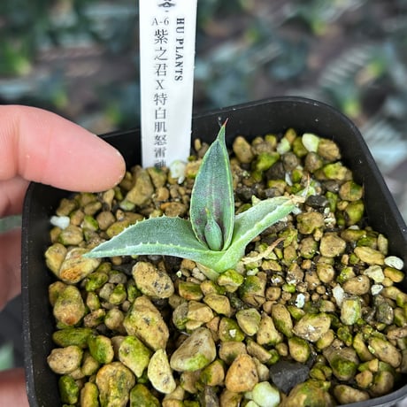 A-6 紫之君×特白肌怒雷神　huplantsタグ付き
