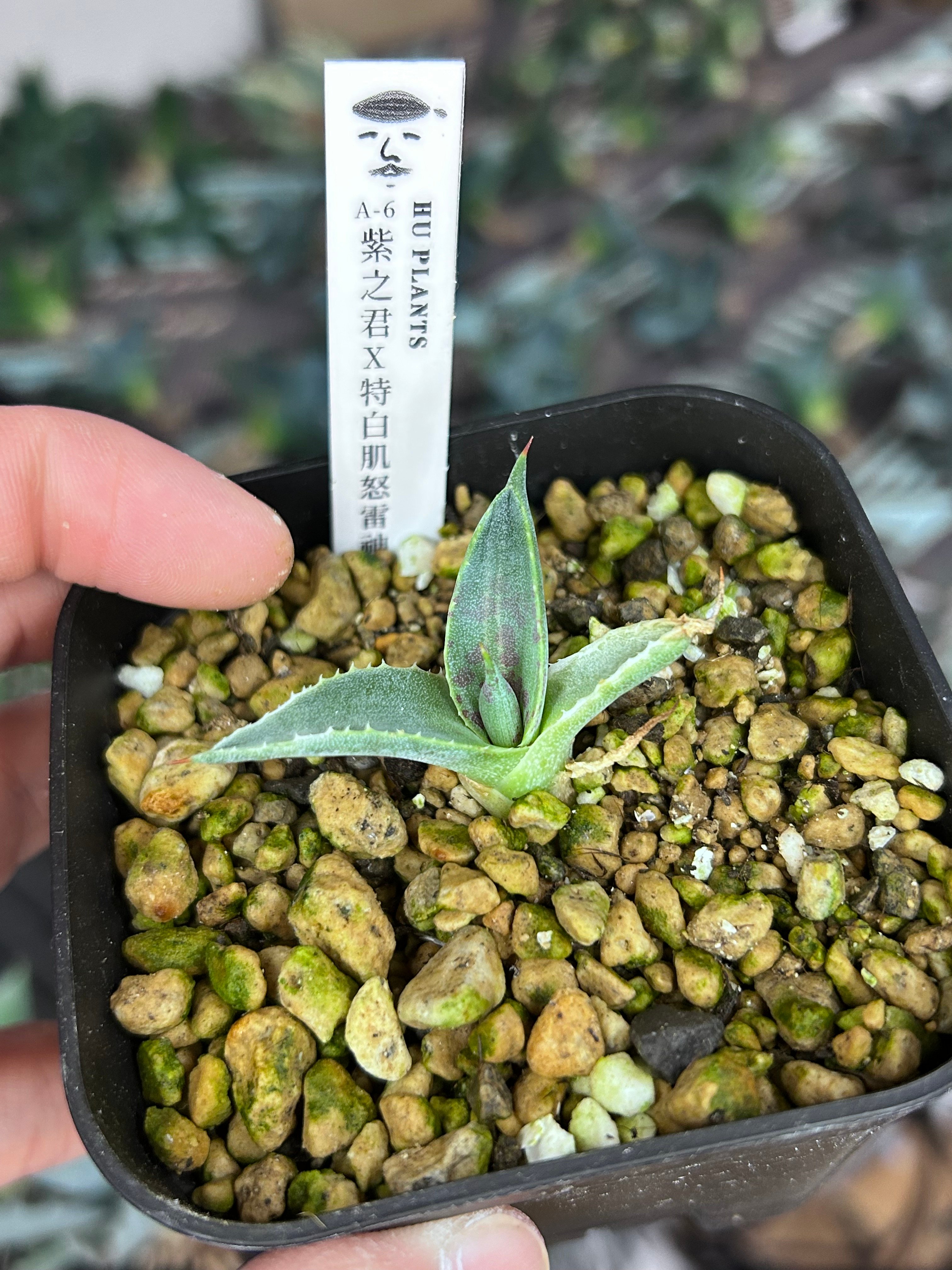 A-6 紫之君×特白肌怒雷神 huplantsタグ付き | アガベ専門店 Heart plants.