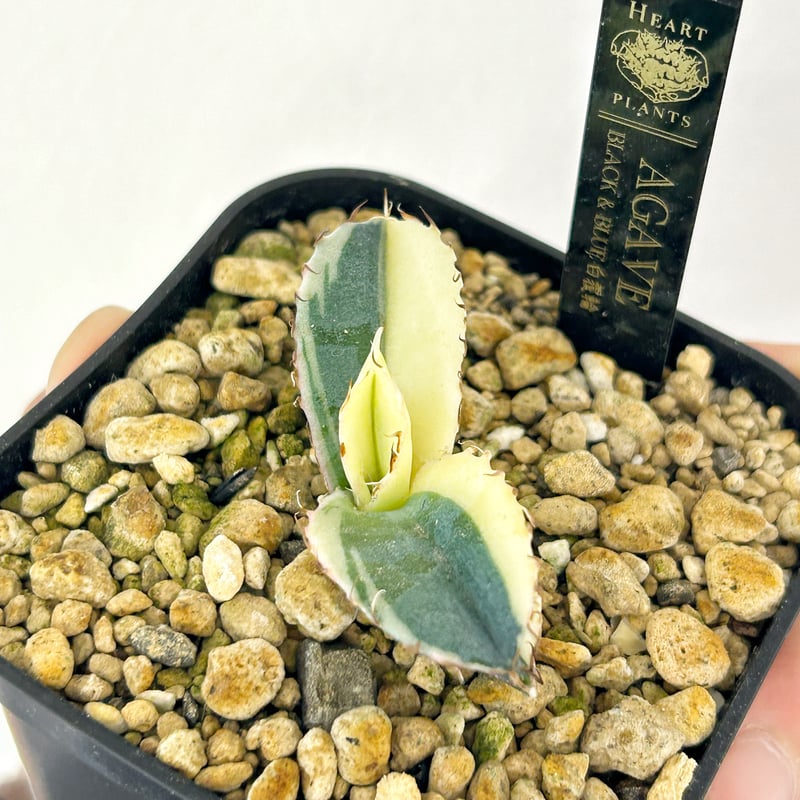 アガベ ブルーダイアモンド ブラックアンドブルー 斑入り 子株 発根済