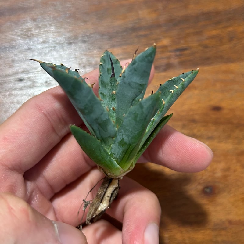 アガベ 妖炎×姫巌龍 ハイブリッド ベアルート | アガベ専門店 Heart