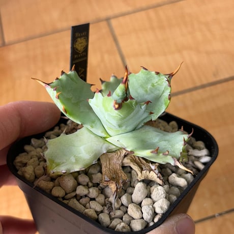 アガベ専門店 Heart plants.