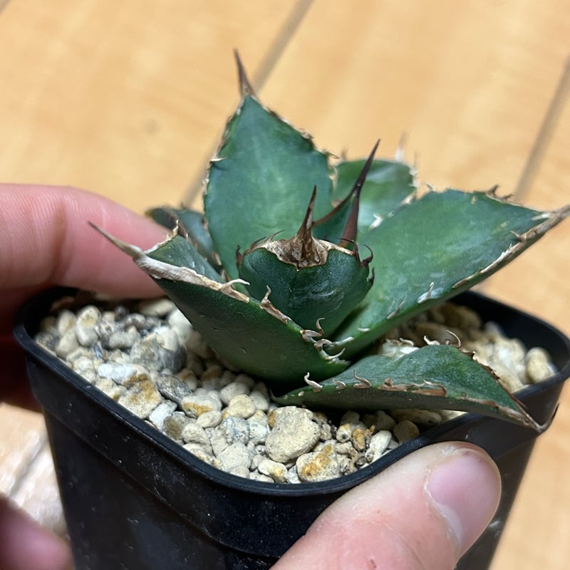 アガベ 緑犀牛 | アガベ専門店 Heart plants.