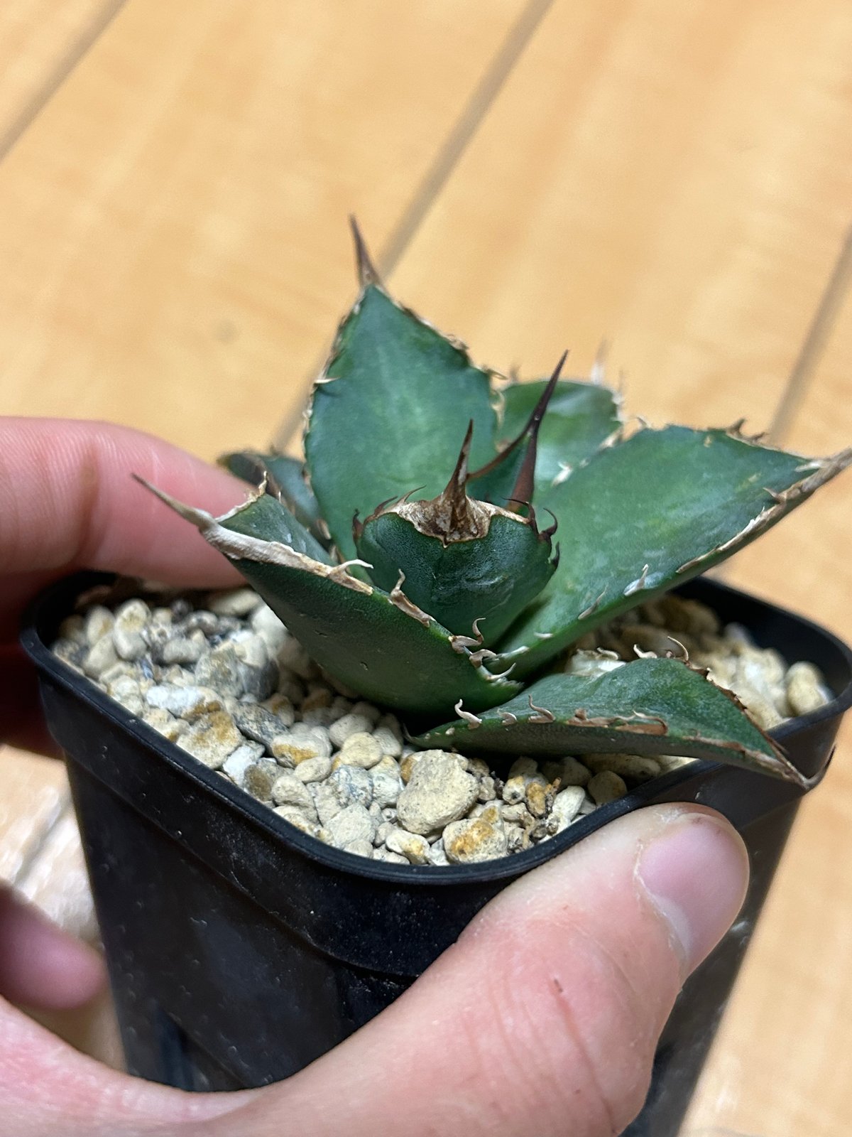 アガベ 緑犀牛 | アガベ専門店 Heart plants.