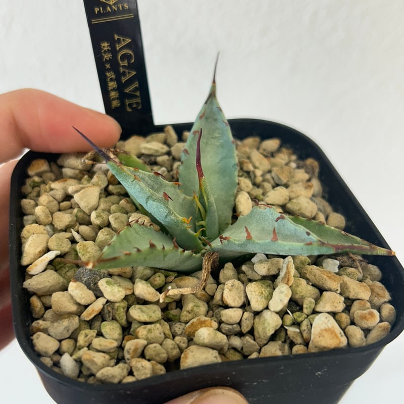 アガべ 妖炎（エボリスピナ）×武蔵巌龍（コロラータ×オテロイ