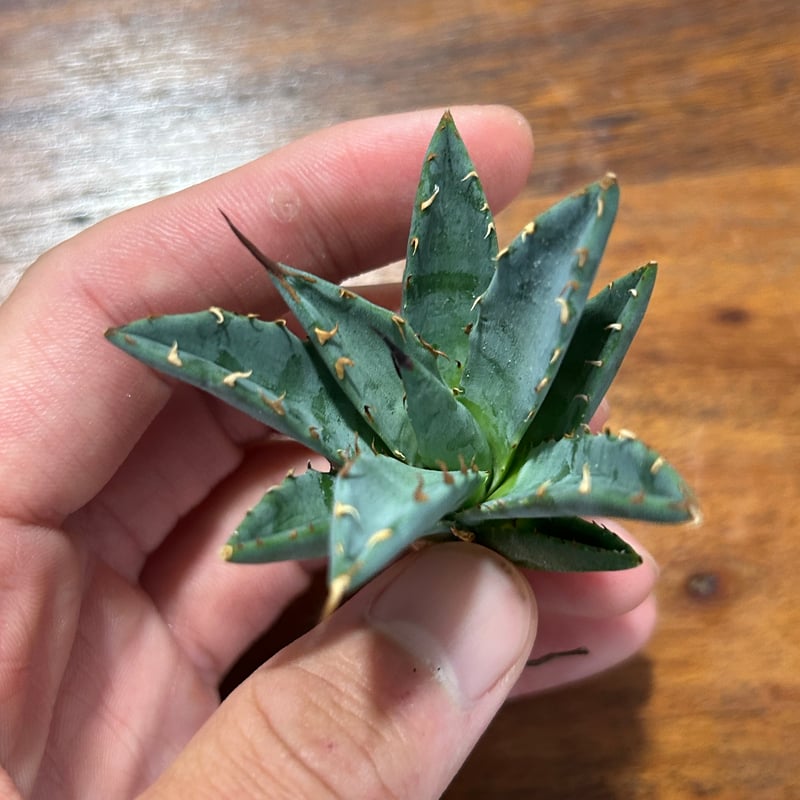 よ*ー様 アガベハイブリッド　妖炎　姫厳龍 アガベ 妖炎×姫巌龍 ハイブリッド ベアルート | アガベ専門店 Heart