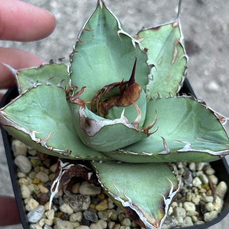 アガベ　heart plants seedling 実生オテロイ　2024