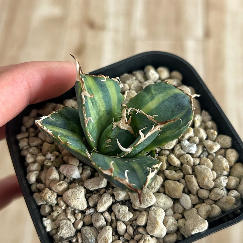 アガベ 氷海inspire 安曇野白鯨斑入 Heartplants育成株 子株