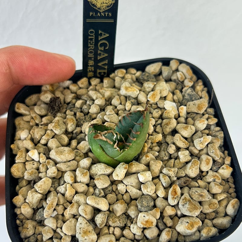 Coyote plants産 オアハカ オテロイ 冠鷲 麻花龍 悪魔 冰雹 Coyote plants産 オアハカ オテロイ 冠鷲 麻花龍 悪魔 冰雹