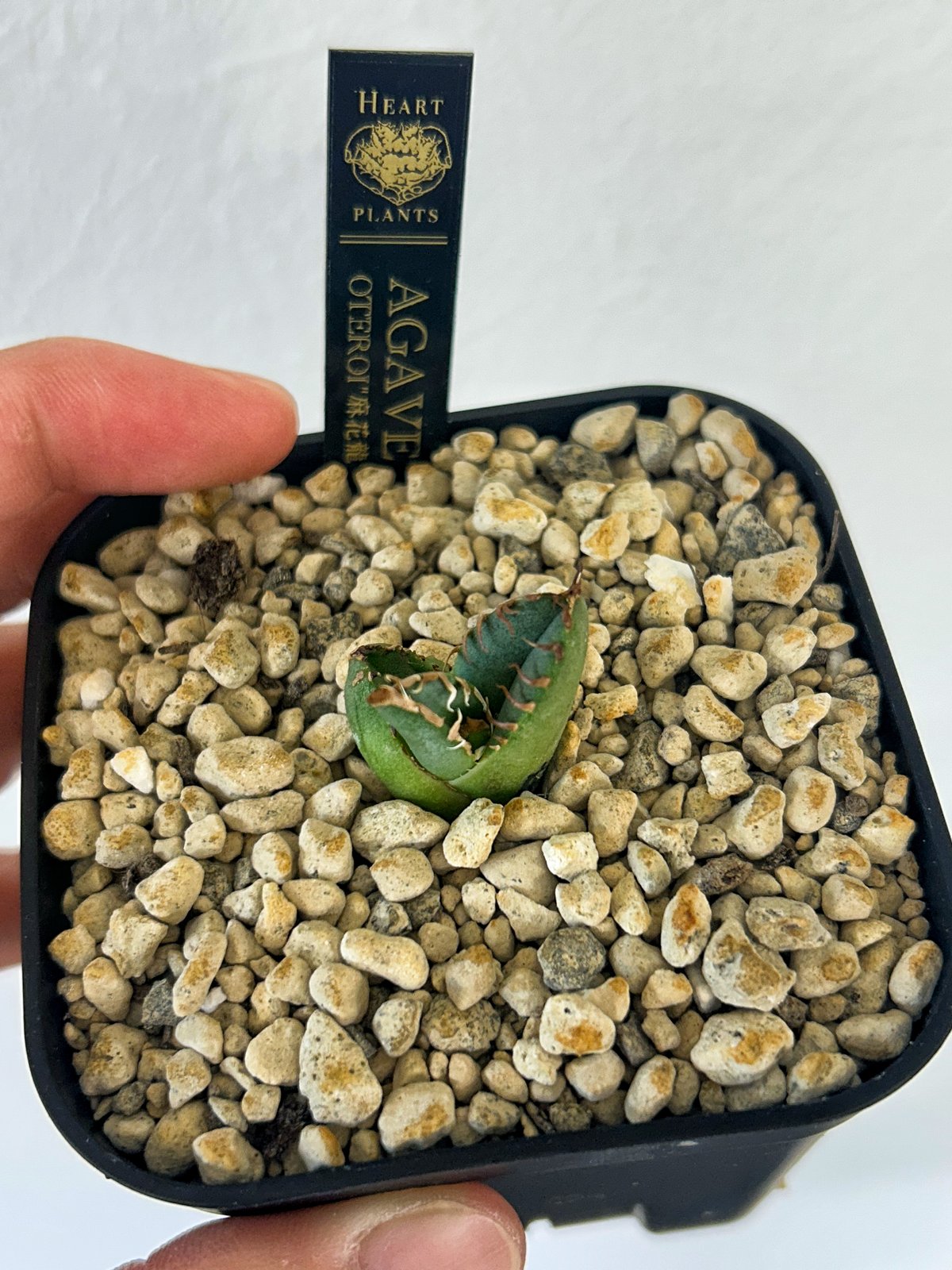 アガベ オテロイ ブツブツ株 子株 実生 EU株 麻花龍