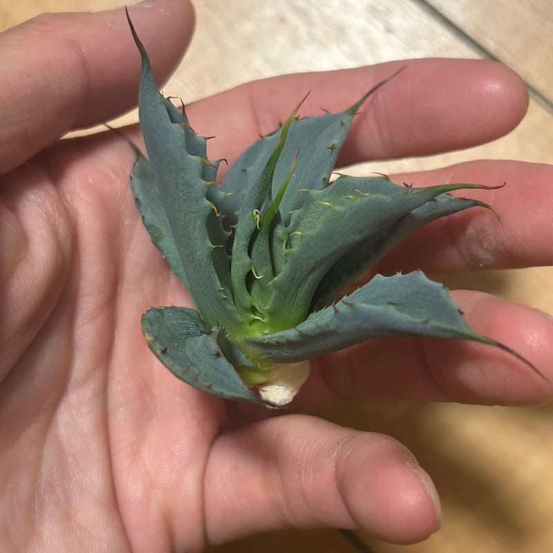 アガベ 妖炎×八荒雷神 青葉 カット苗 | アガベ専門店 Heart plants.