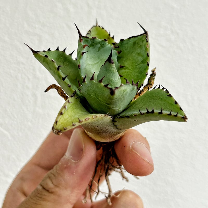 ボタニカルファーム　アガベ　ハイブリッド　妖蟹A型（甲蟹×ネバデンシス） ハイブリッドアガベ 