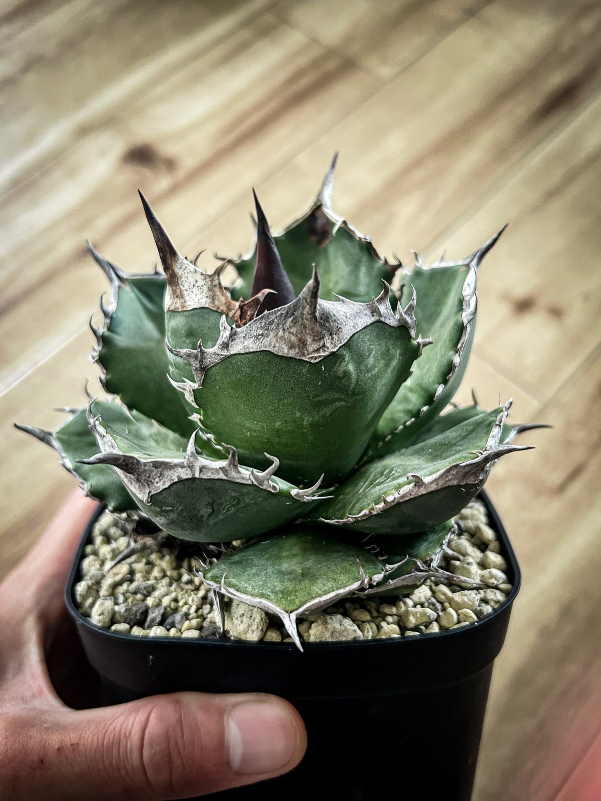 アガベ セット売り④ 緑犀牛、ウリエル実生 アガベ セット売り④ 緑犀牛、ウリエル実生