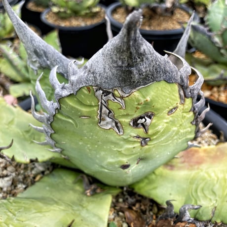 Heartplants