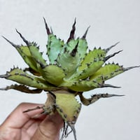アガベ専門店 Heart plants.