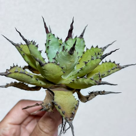 アガベ専門店 Heart plants.