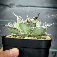 アガベ イシスメンシスハイブリッド 青葉 | Heartplants