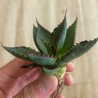アガベ クラウンイーグル 冠鷲 大きめ | アガベ専門店 Heart plants.