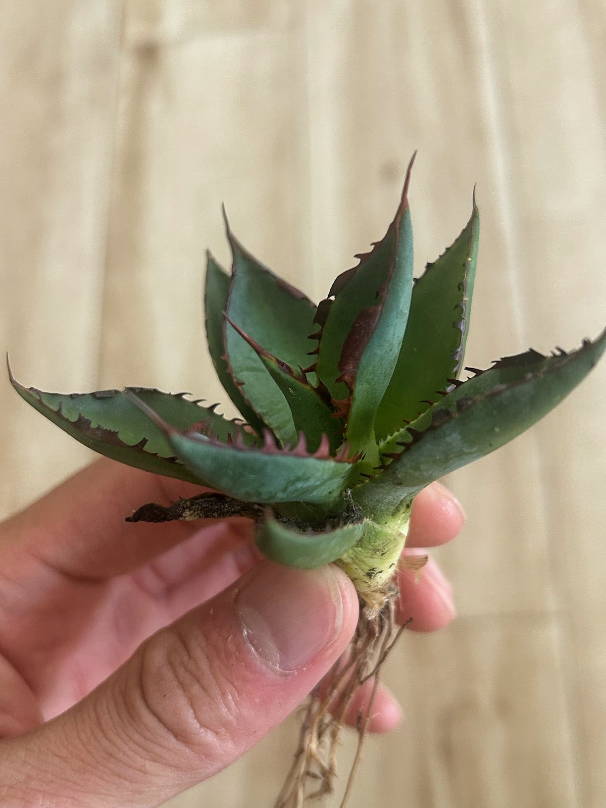 アガベ 噴火龍 瀧雷×屈原 連棘ハイブリッド | アガベ専門店 Heart plants.