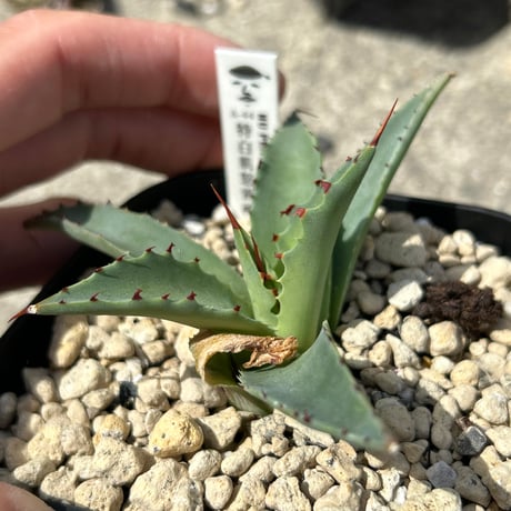 アガベ専門店 Heart plants.