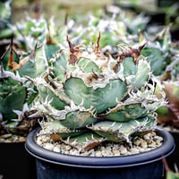 アガベ キシロナカンサ × コロラータ　hyb　　キシロコロ 親株 アガベ ハイブリッド キシロナカンサ × コロラータ agave