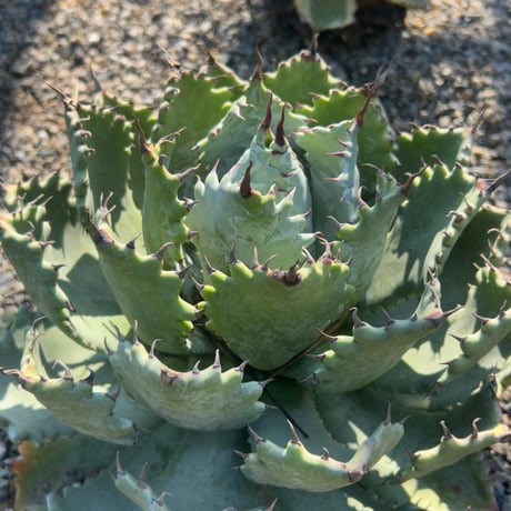 CATEGORY Agave | アガベ専門店 Heart plants.