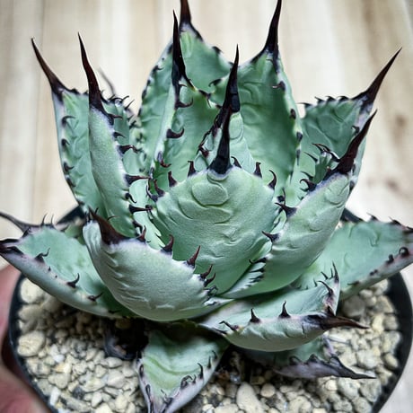 CATEGORY Agave | アガベ専門店 Heart plants.
