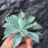 アガベ チタノタブルー