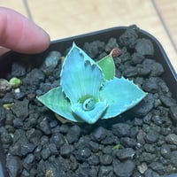 アガベ 鰐亀 裏表ブツブツ 裏棘 子株 | アガベ専門店 Heart plants.