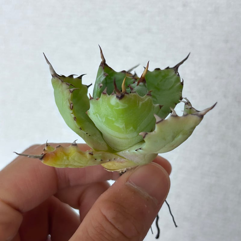 アガベ 特白肌（怒雷神×甲蟹）子株 huplantsタグ付き | アガベ専門店