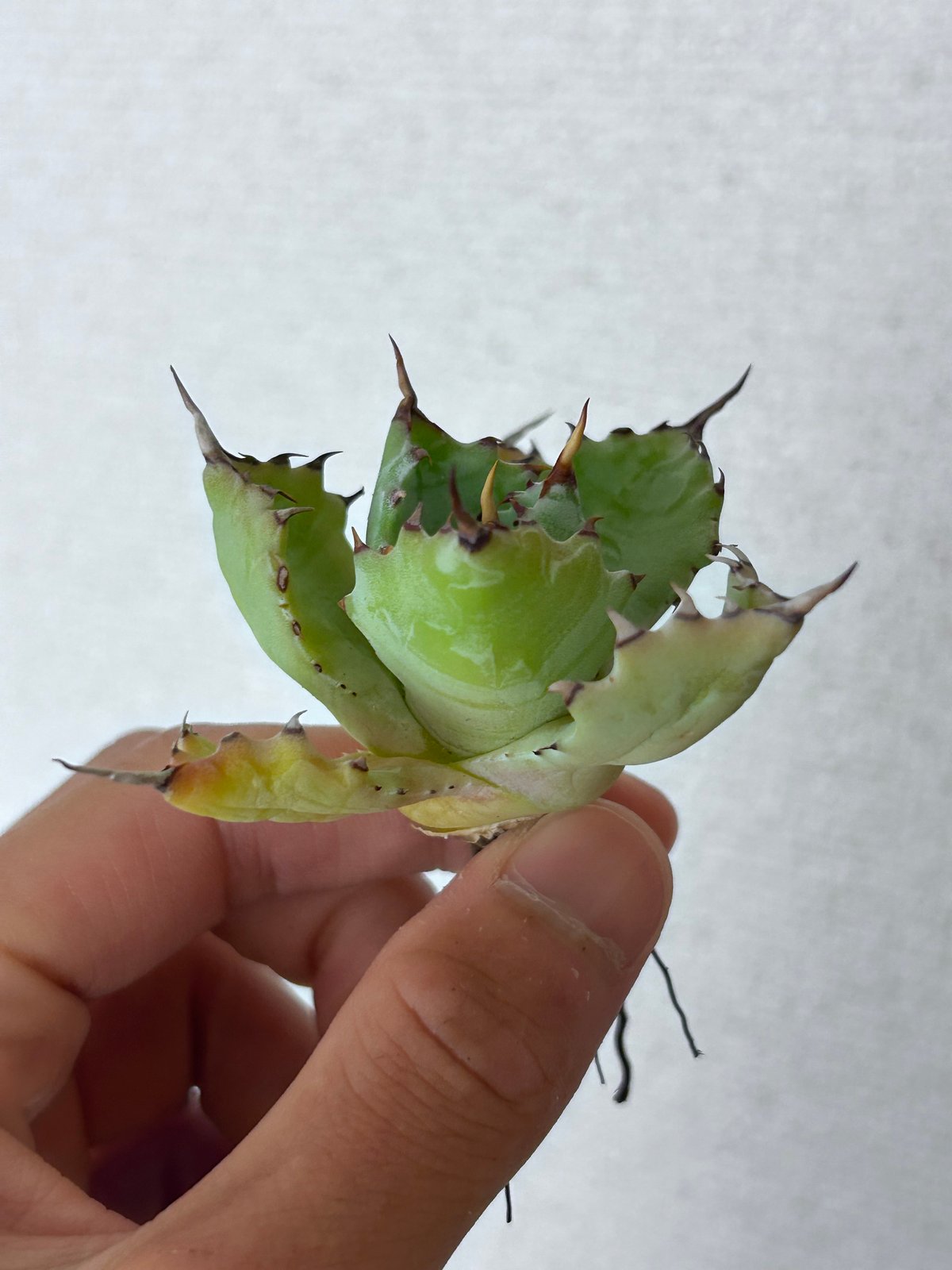 アガベ　甲蟹交種　矮性　希少　親株出品 アガベ・白銀甲蟹｜（芽）-005｜ agave isthmensis | Plus_Plant