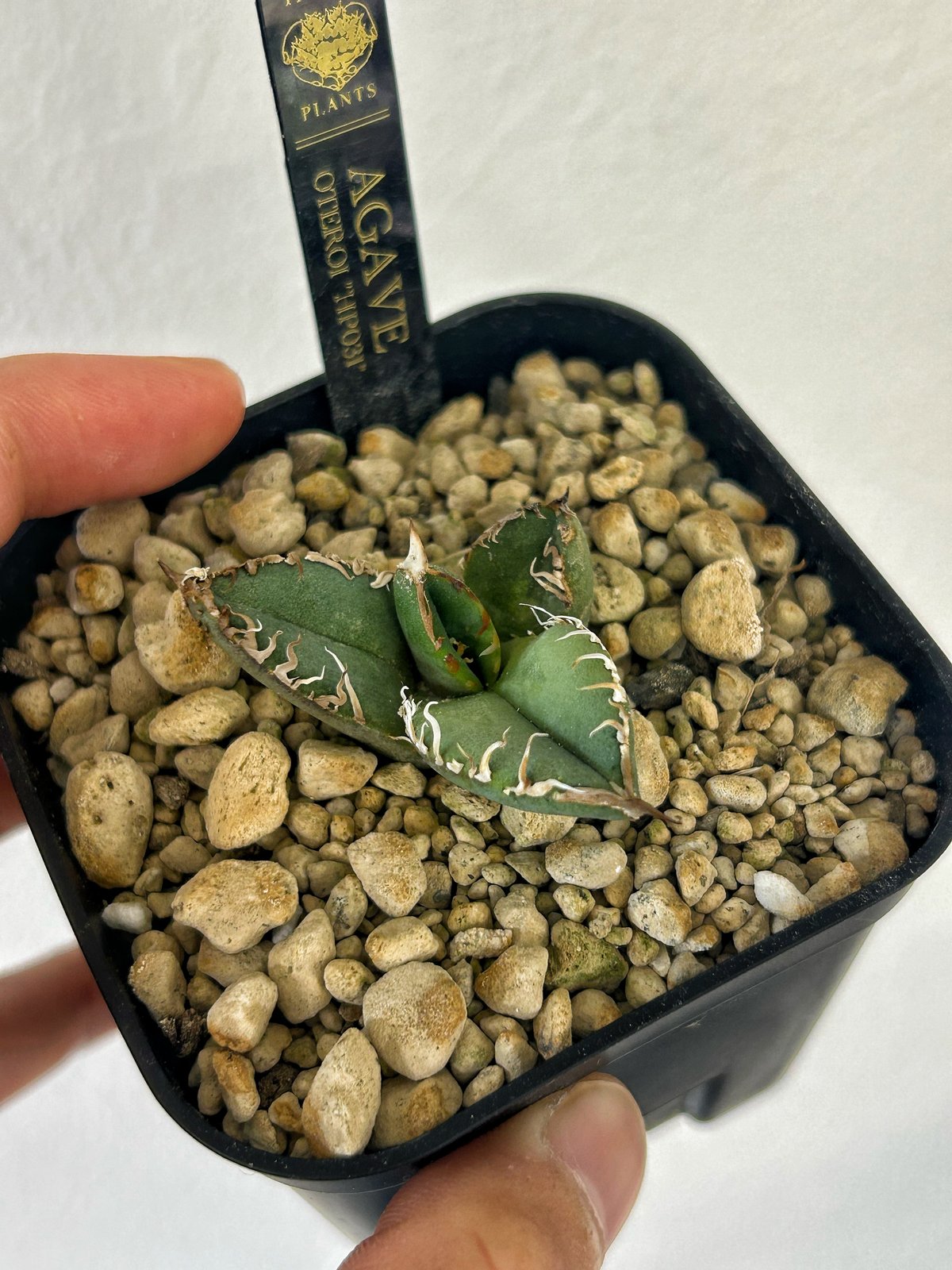 アガベ 星空 アガベぶつぶつ 子株 🌿Agave titanota '星空' ①