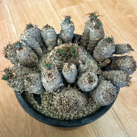 MODERN MACHINE  アガベ　エボリスピナ　20株セット MODERN MACHINE 様専用 アガベ エボリスピナ 20株セット