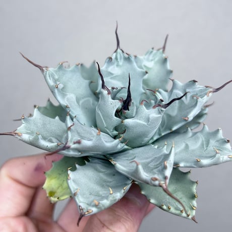 アガベ専門店 Heart plants.