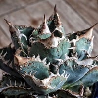 アガベ 鰐亀 裏表ブツブツ 裏棘 子株 | アガベ専門店 Heart plants.