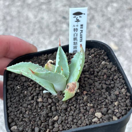 アガベ専門店 Heart plants.