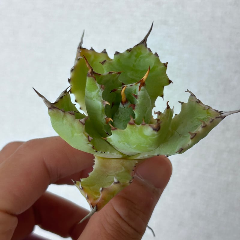アガベ 特白肌（怒雷神×甲蟹）子株 huplantsタグ付き | アガベ専門店